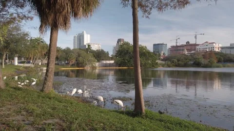 Pan left to right View over Mirror Lake in St. Petersburg, Florida , Palm trees  Stock Footage 261161815