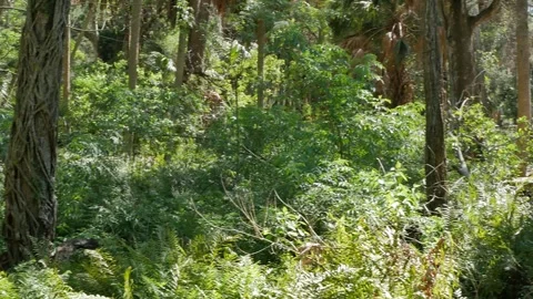 Pan left to right walking trail with green trees, sun and shade. At Abercrombie Stock Footage 271359982