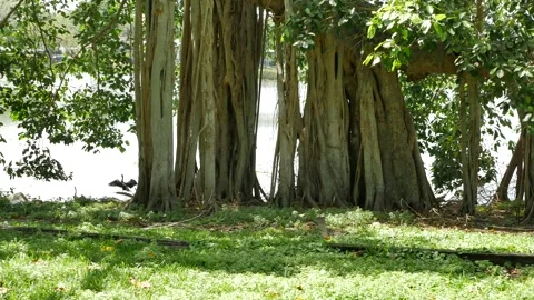 Pan left to right, Wide view Large banyan tree sunshine and shade in Crescent La Stock Footage 306594818