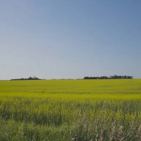 Pan left to right of yellow Canola field and blue sky in Manitoba with Wheat in Stock Footage