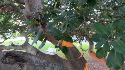 Pan Left Shot of Banyan Tree Branches and Leaves in Golden Hour Stock Footage 339667684