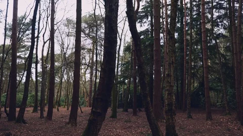 Pan Left Shot in Forest Vídeo Stock 126074782