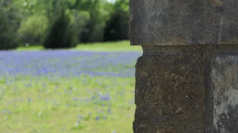 Pan left by stone post from soft to sharp focus on field of bluebonnets by pond Vídeo Stock 192636404
