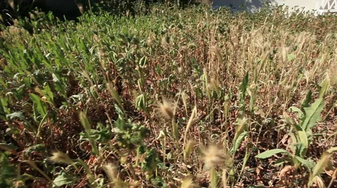 Pan left in tall grass and weeds Stock-Footage 48521755