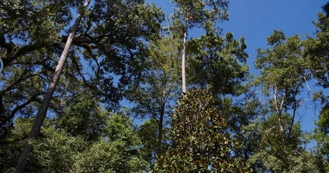 Pan left tilt down, low angle Welcome to Florida border sign, Desantis Governor Stock Footage 118213929