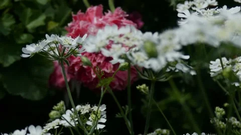 Pan left tracking shot on white laceflowers and pink poppy in dark garden Stock Footage 335315828