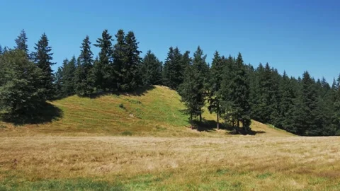 Pan to left of trees on green-yellowish hill with blue sky Stock Footage 143470718