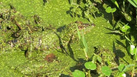 Pan Left on Two Baby Alligators Sitting on Log, 4K Stock Footage 72555374