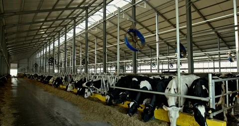 Pan left view of herd of cows eating forage inside of spacious industrial Stock Footage 109381180
