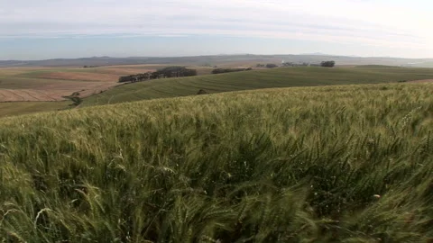 Pan left of a waving wheat field Stock Footage 310388223