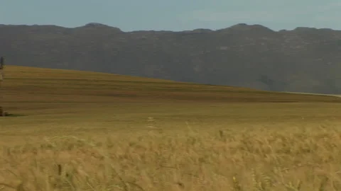 Pan left of a waving wheat field Stock Footage 310388639