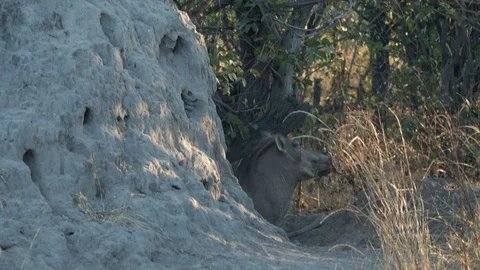 Pan up of Leopard hunting wild hog on African Safari Stock Footage 100557808