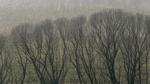Pan: line of leafless trees in front of a field in winter, tree crowns Stock Footage 103421234