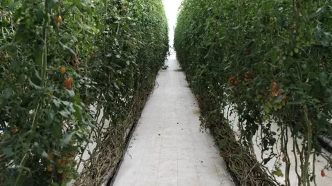 Pan up of line of tomatoes growing Stock Footage 288336358