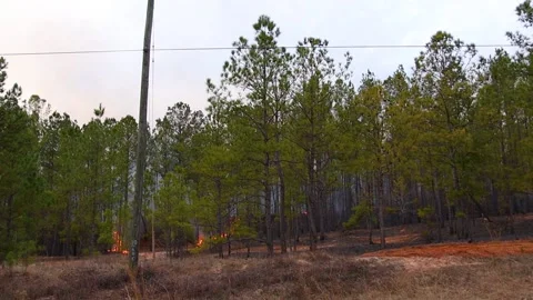 Pan of Lines of fire through the woods A controlled forest fire in the Winter Stock Footage 147517945