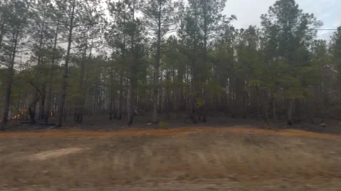 Pan of Lines of fire through the woods A controlled forest fire Stock Footage 147518965