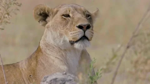 Pan on to lioness with wind blowing Stock Footage 237443382