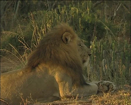 Pan of lions body Video stock 11629706