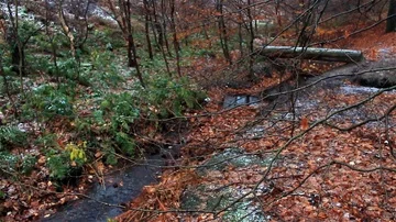 Pan from log bridge over a babbling forest stream Stock Footage 85592169