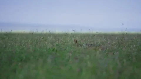 Pan of a lone jackal (canis aureus) running through the savannah Stock Footage 256916599