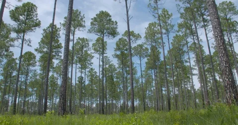 A pan of long leaf pine forest Stock Footage 87058940