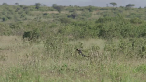 Pan of a long-tailed widowbird flying close to the grasslands Stock Footage 260852673