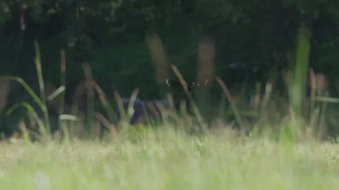 Pan of long-tailed widowbird flying towards thick bush in the morning Stock Footage 260852841