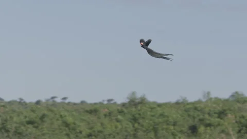 Pan of a long-tailed widowbird flying quickly in the morning Stock Footage 260852993