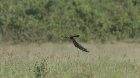 Pan of a long-tailed widowbird flying around in the savannah Stock Footage 260853065