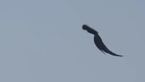 Pan of a long-tailed widowbird flying with a blue sky background Stock Footage 260853073