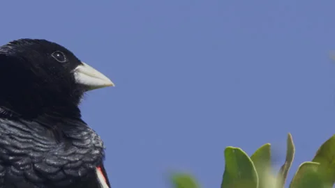 Pan of a long-tailed widowbird making call sounds from a tree Stock Footage 260853996