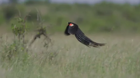 Pan of a long-tailed widowbird mating display across tall grass Video stock 260849326