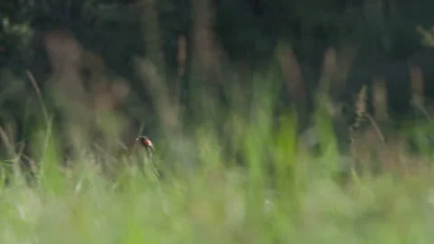 Pan of a long-tailed widowbird  mating  display while flying Stock Footage 260852466