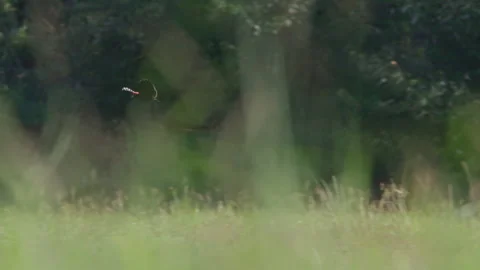 Pan of a long-tailed widowbird mating display while flying Stock-Footage 260852900