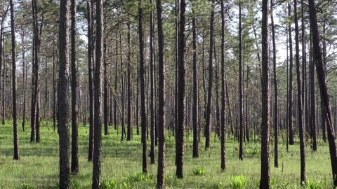 Pan of Longleaf Pine Forest (Pinus palustris), SE USA Vidéo 73830534