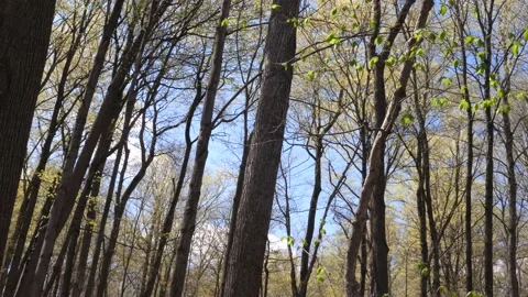 Pan looking up at spring trees a forest Stock Footage 158360672