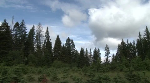 Pan of Low Clouds Hanging over Oregon Forest Stock Footage 54714527