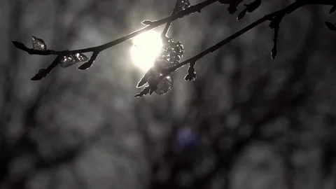 Pan of low sun in frame and lens flare, apple twig with buds and pieces of ice Stock Footage 86042469