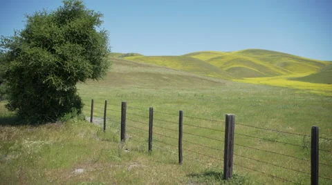 Pan of a lush field full of spring flowers Stock Footage 62443648