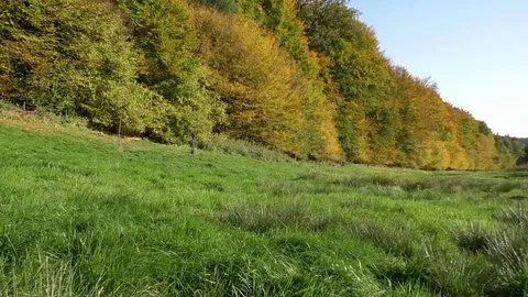 Pan: Lush meadow surrounded by trees with beautiful autumn leaves under blue sky Stock Footage 81478449