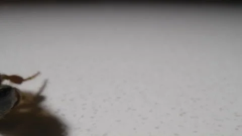 Pan to macro close up of wasp Video stock 138286454