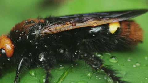 Pan Of Mammoth Wasp Sitting On The Leaf Stock Footage 135301751