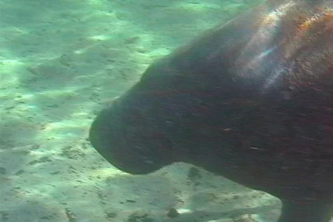 Pan of Manatee Underwater Stock Footage 142460
