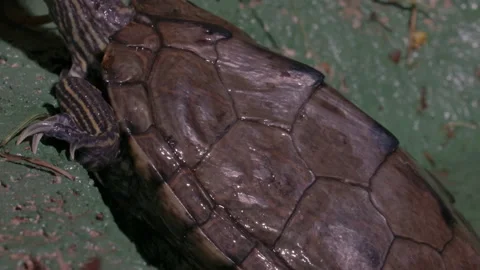 Pan up a map turtle on a shore Stock Footage 167973185