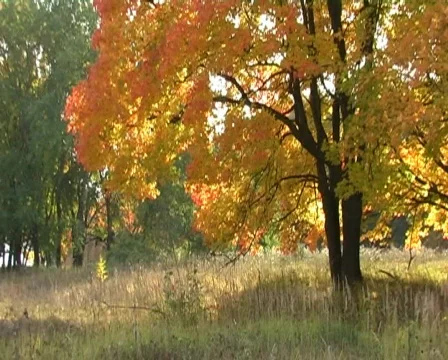 Pan of maples in autumn deciduous forest Stock Footage 534365
