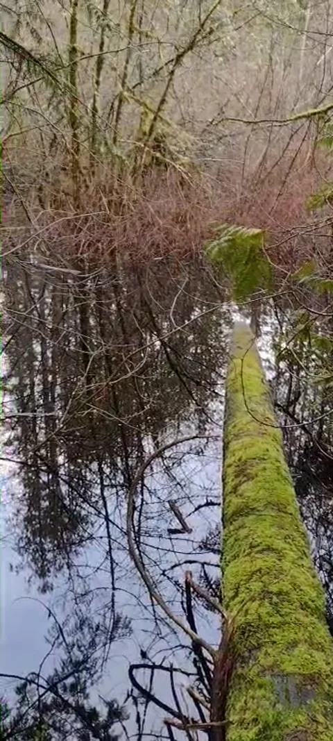 Pan of marshy cedar forest pond with log and reflection Stock Footage 169667215