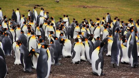 Pan of Massive Group King Penguins at Volunteer Point, Falkland Islands Stock-Footage 84294117