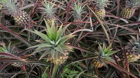 Pan Maui Pineapples Stock Footage 49065383