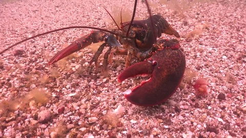 Pan in to  medium lobster walking backwards Stock Footage 73098099