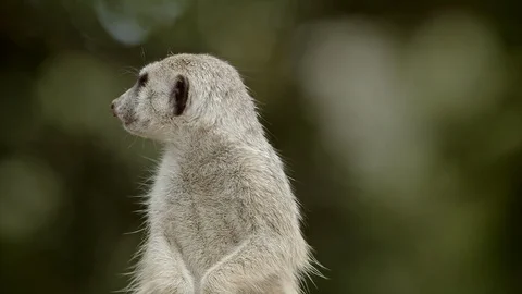 Pan to meerkat on shallow background Stock Footage 113990387